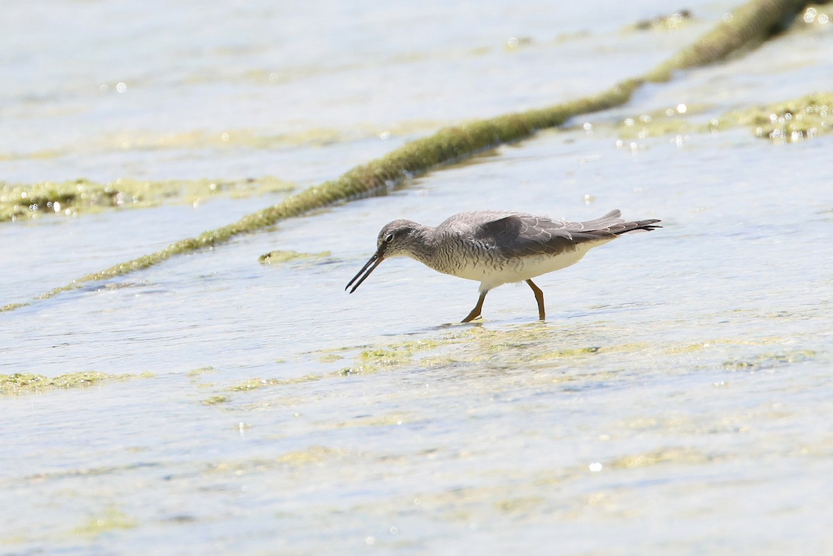 Gray-tailed Tattler - ML640999756