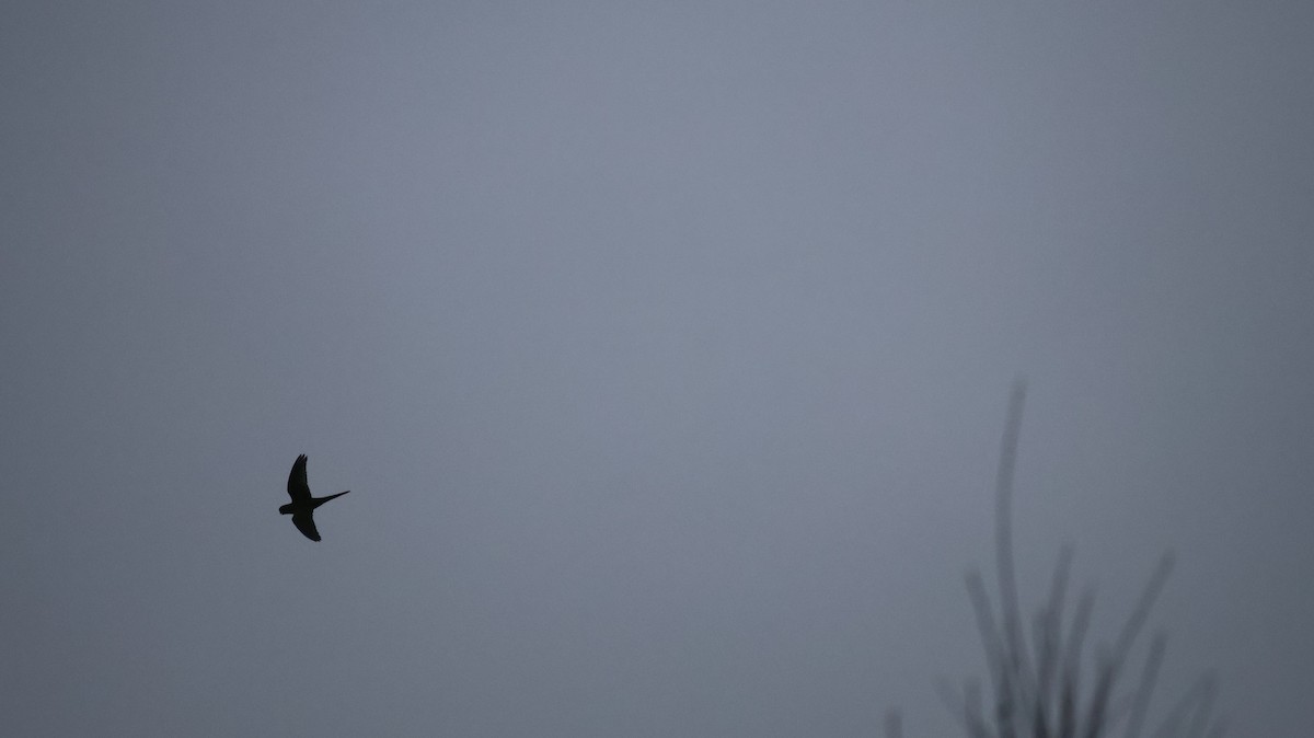 Austral Parakeet - ML640999759