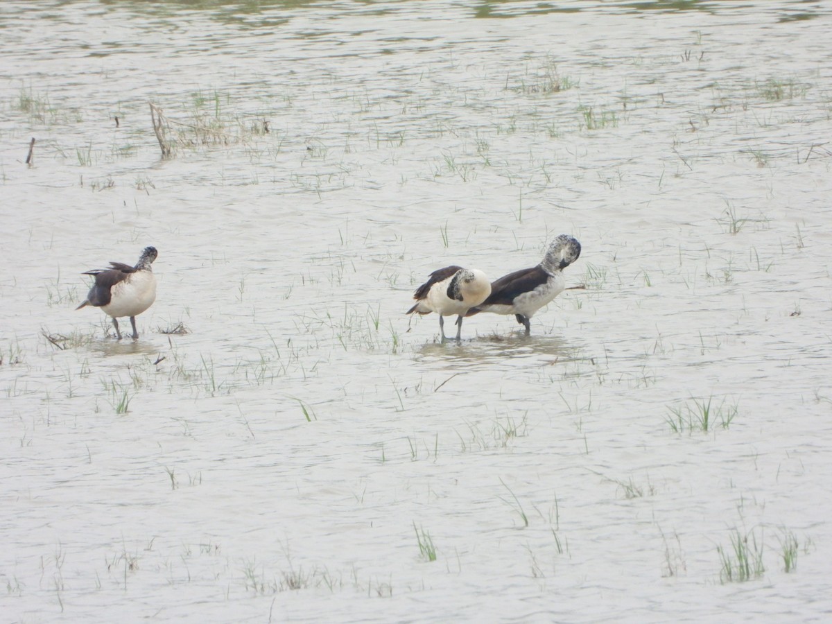 Knob-billed Duck - ML640999761