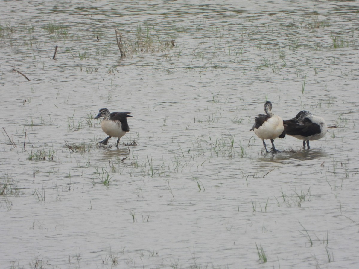 Knob-billed Duck - ML640999762