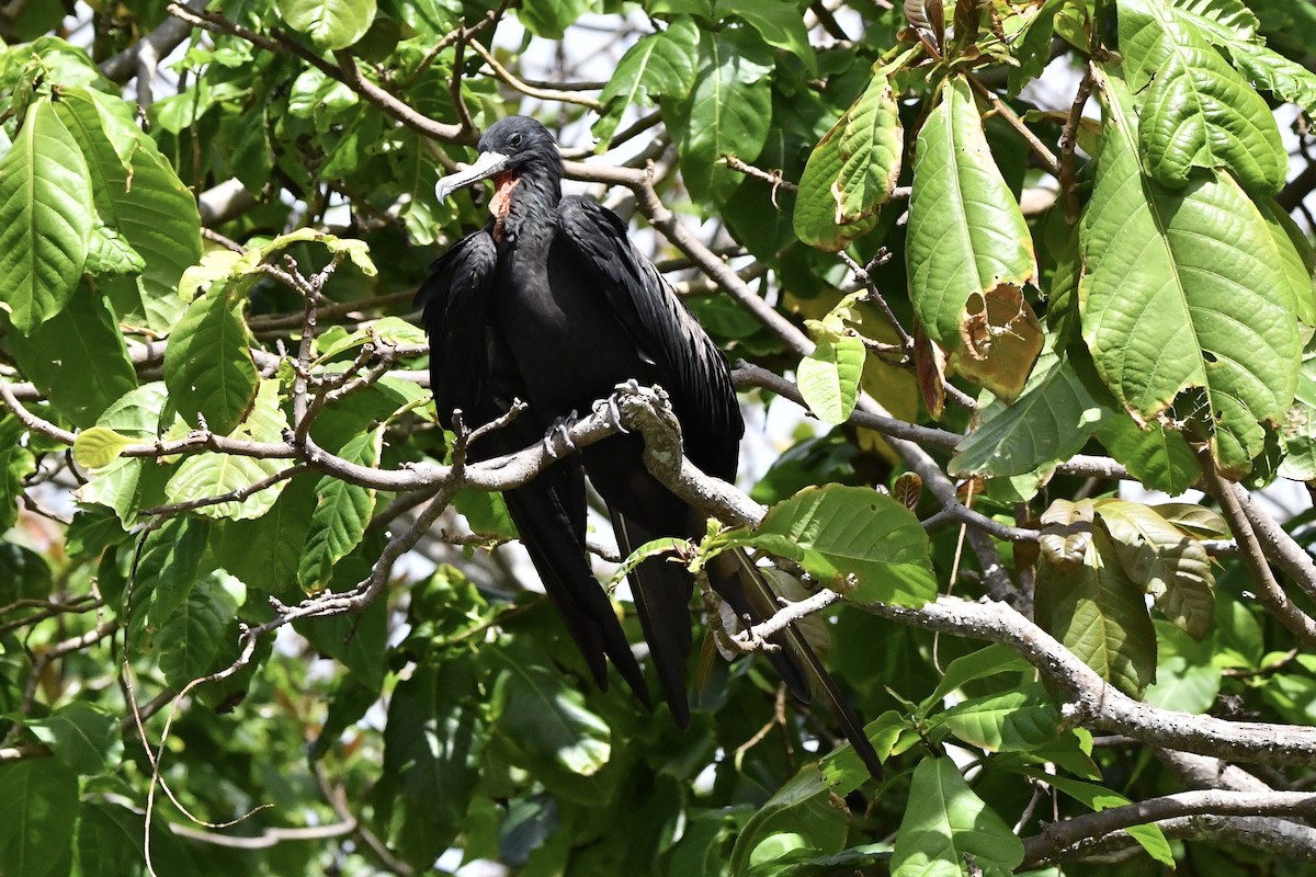 Lesser Frigatebird - ML640999805