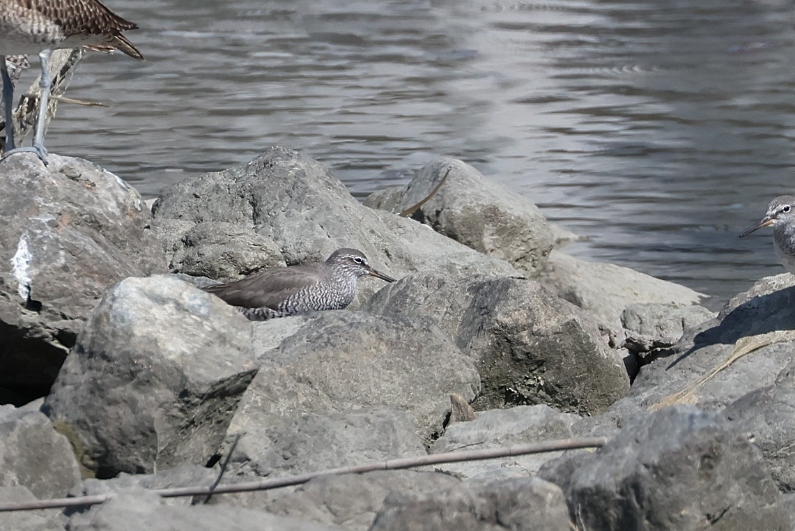 Gray-tailed Tattler - ML640999826