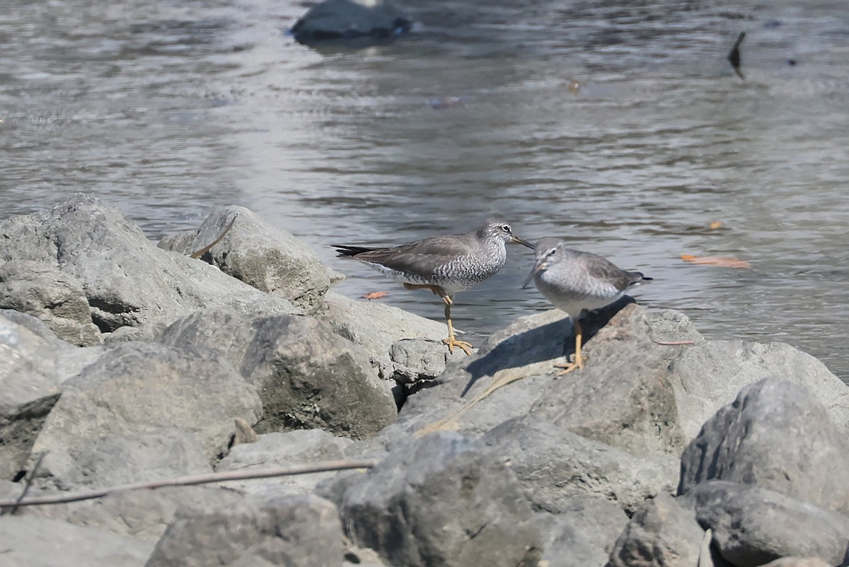 Gray-tailed Tattler - ML640999827