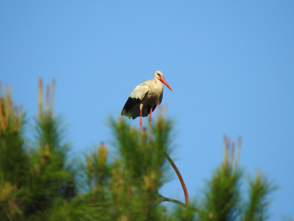 White Stork - ML640999845