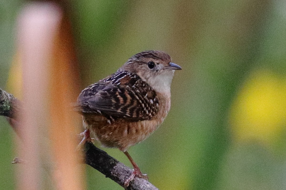 Sedge Wren - ML640999867