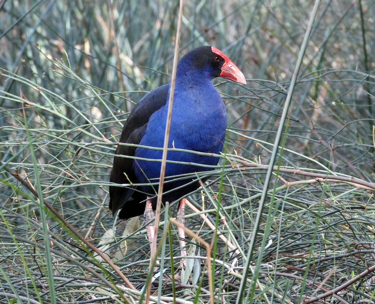 Australasian Swamphen - ML640999893
