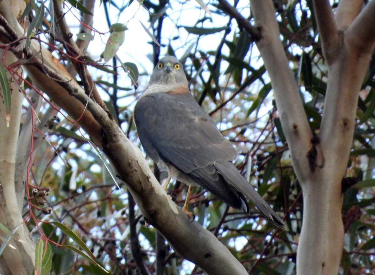 Collared Sparrowhawk - ML640999902
