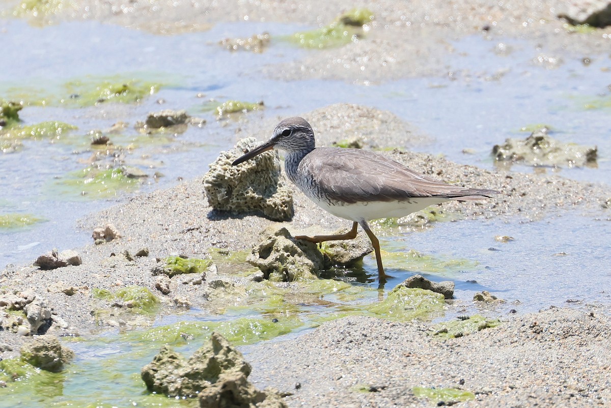 Gray-tailed Tattler - ML640999903