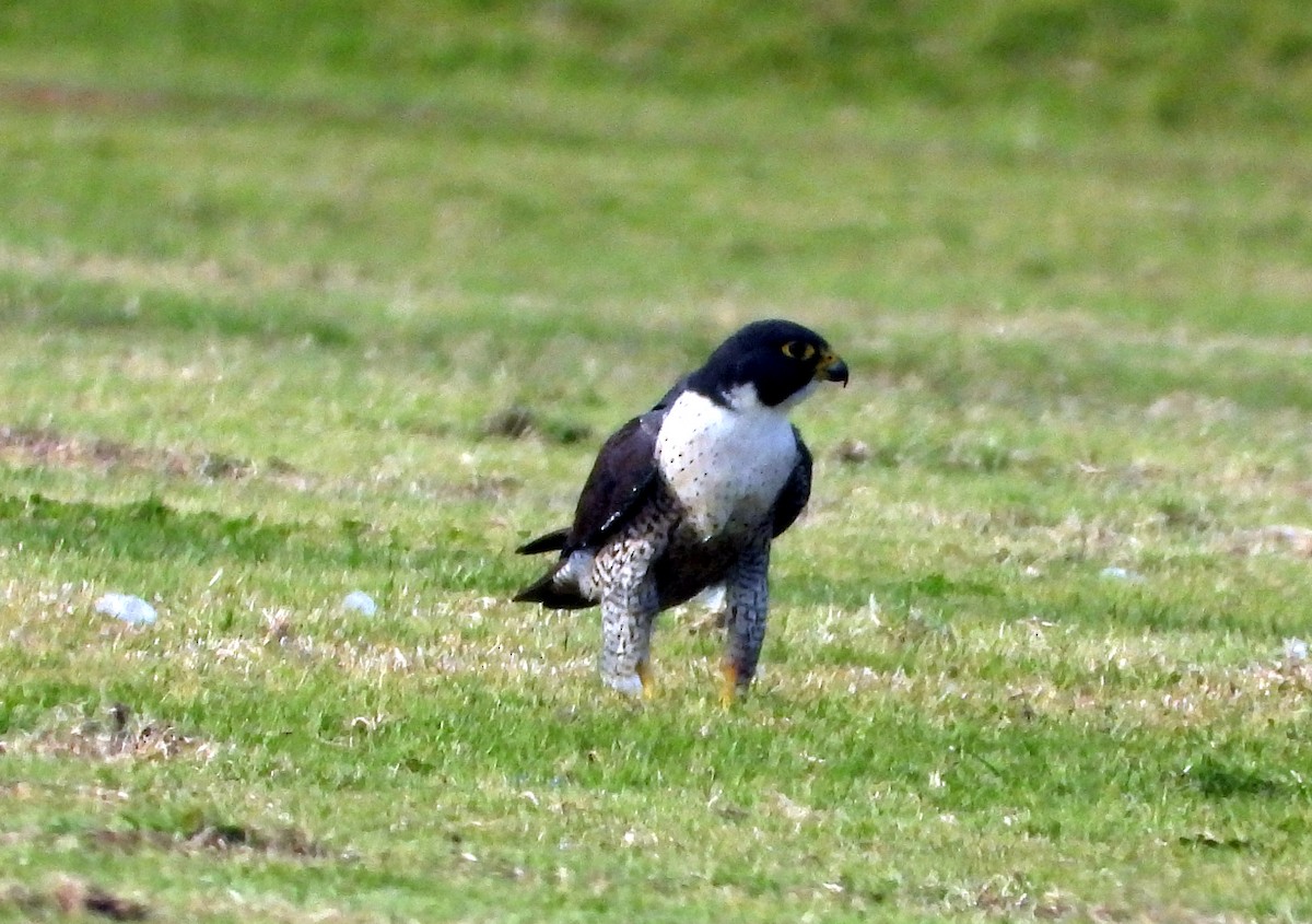 Peregrine Falcon - ML640999910
