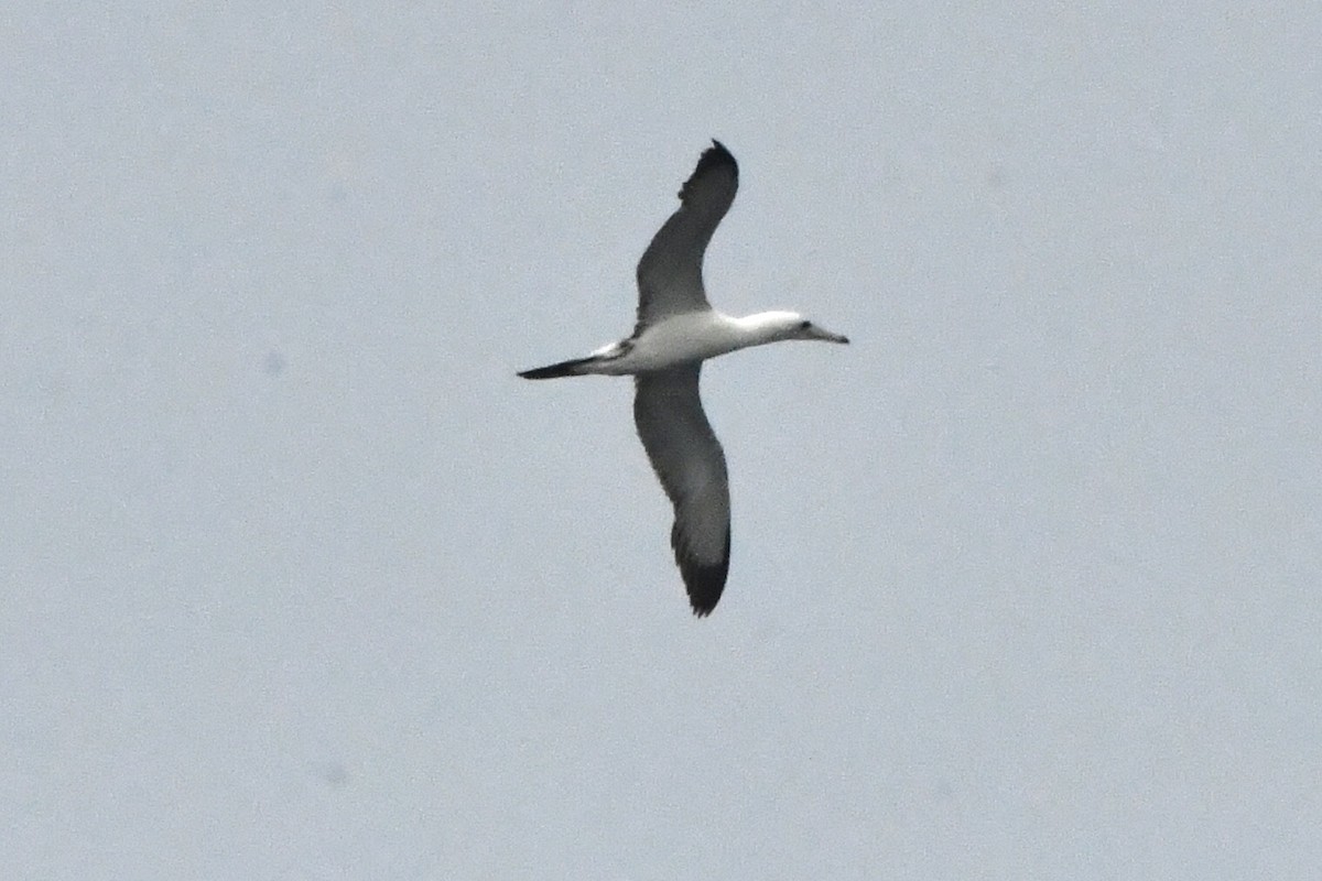 Abbott's Booby - ML640999949