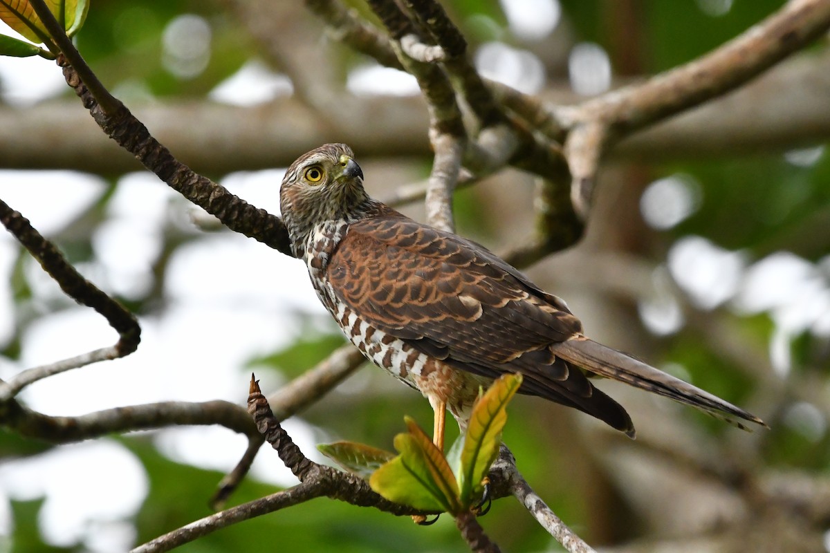 Brown Goshawk - ML640999962