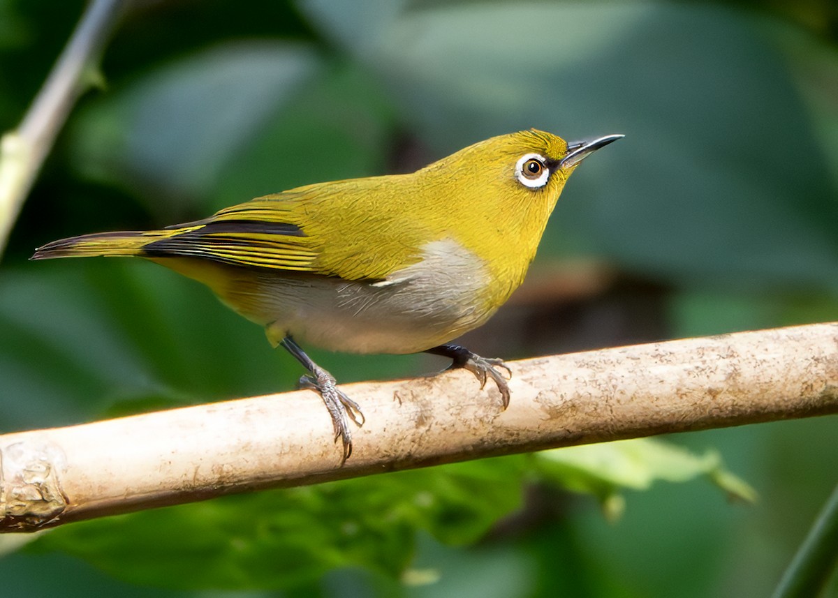 Indian White-eye - ML640999977