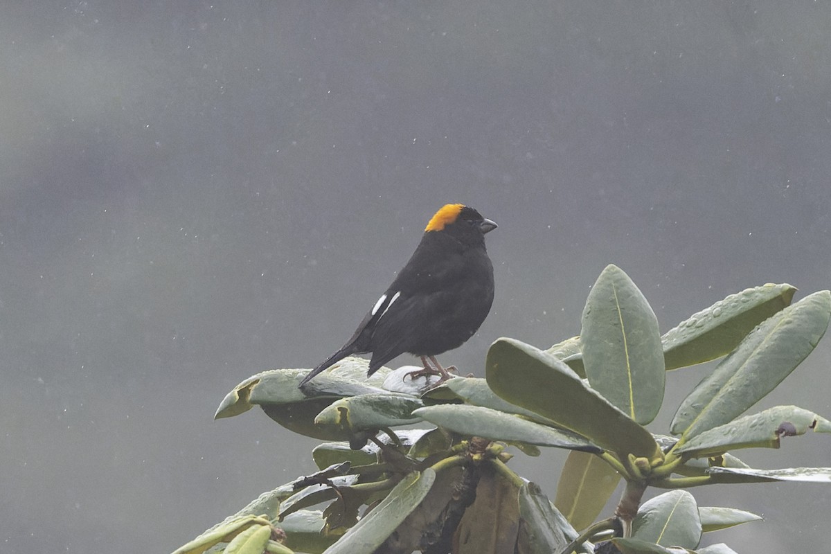 Gold-naped Finch - ML641000008