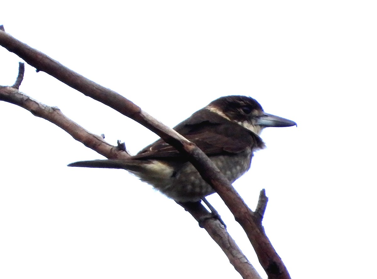 Gray Butcherbird - ML641000010