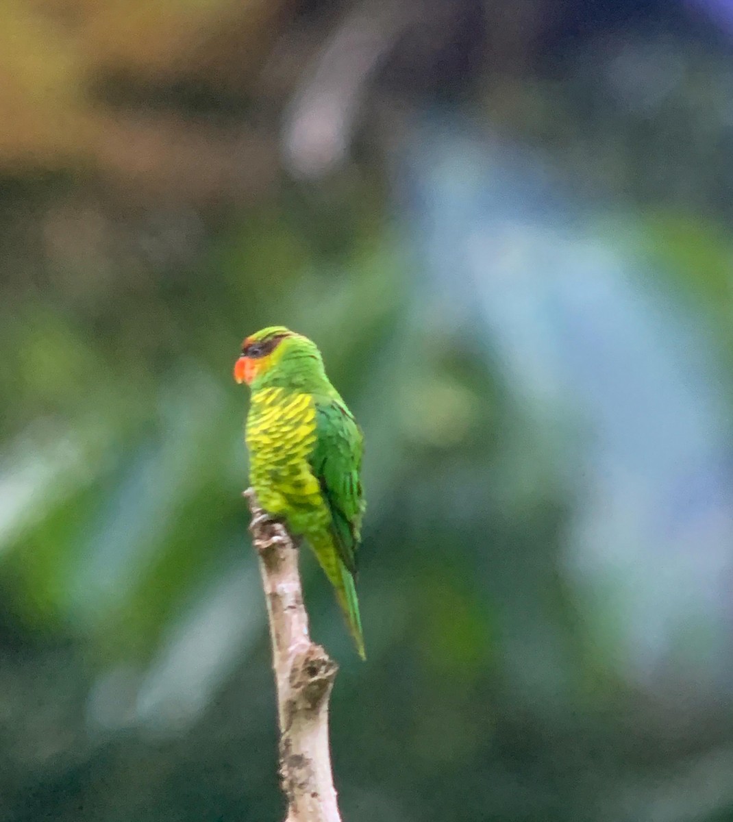 Mindanao Lorikeet - ML641000012