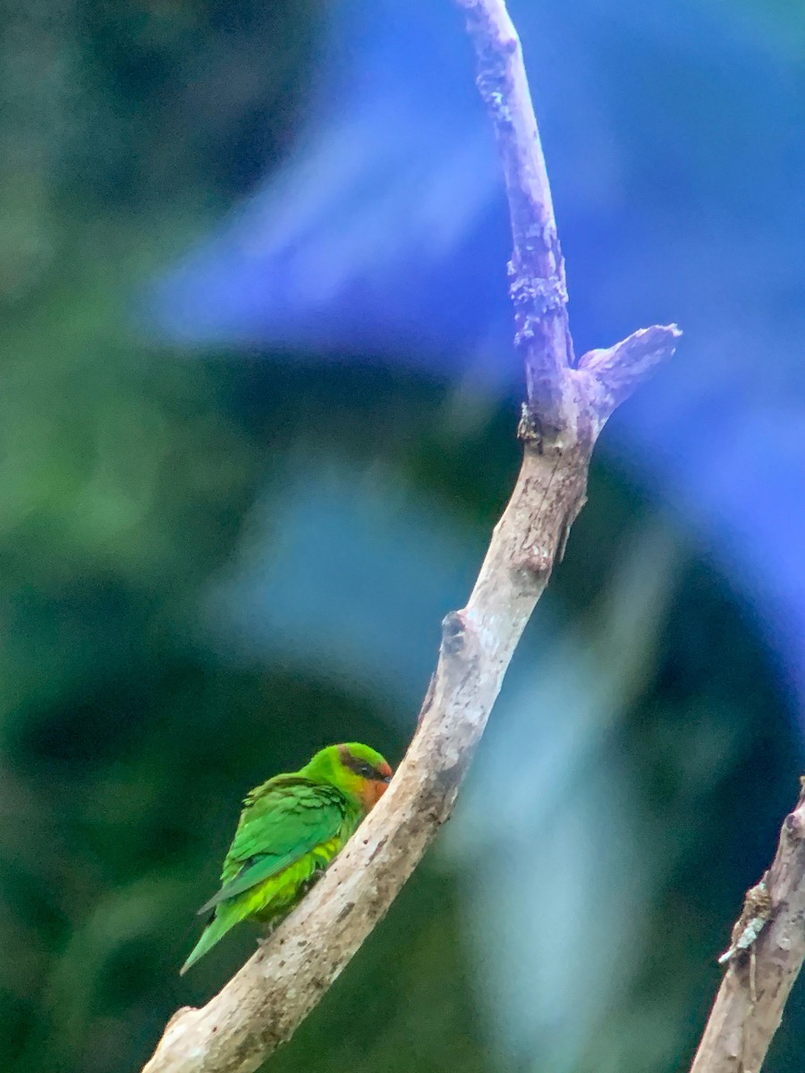 Mindanao Lorikeet - ML641000013