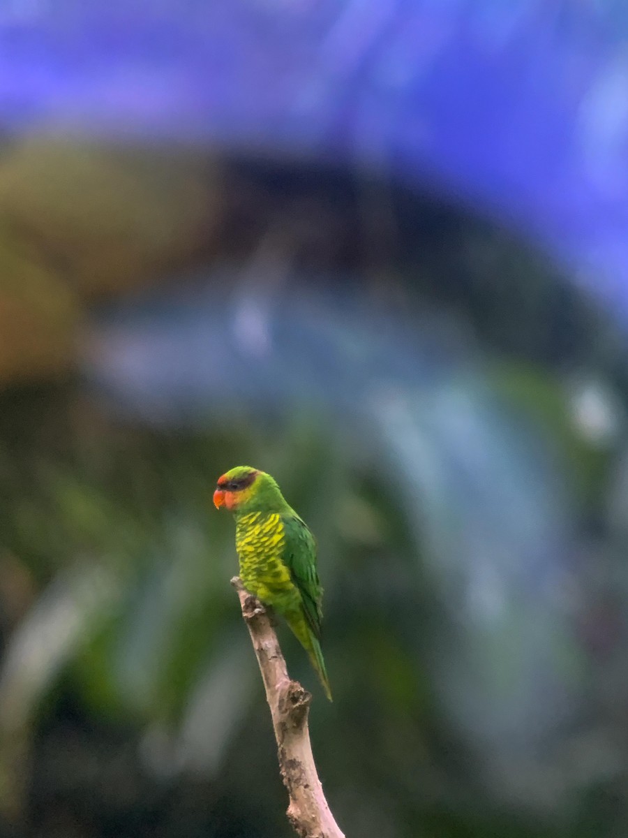 Mindanao Lorikeet - ML641000014