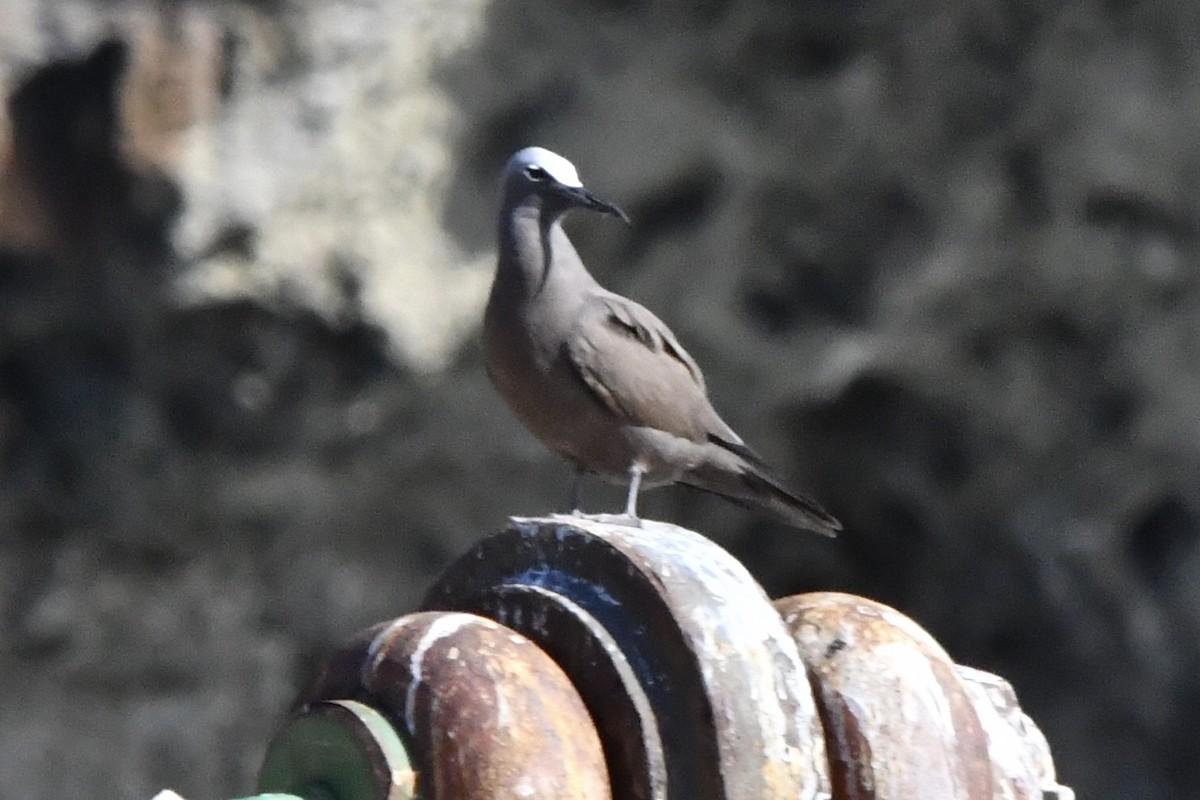 Brown Noddy - ML641000047