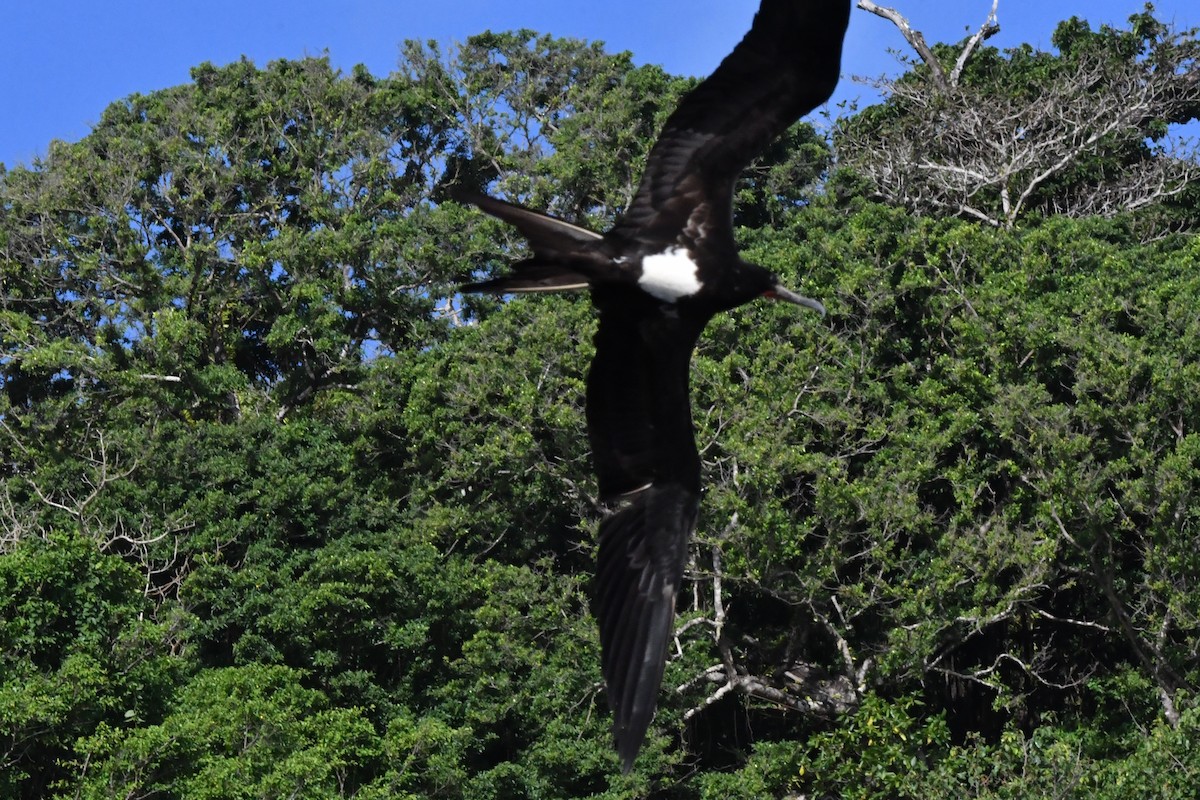 Christmas Island Frigatebird - ML641000070
