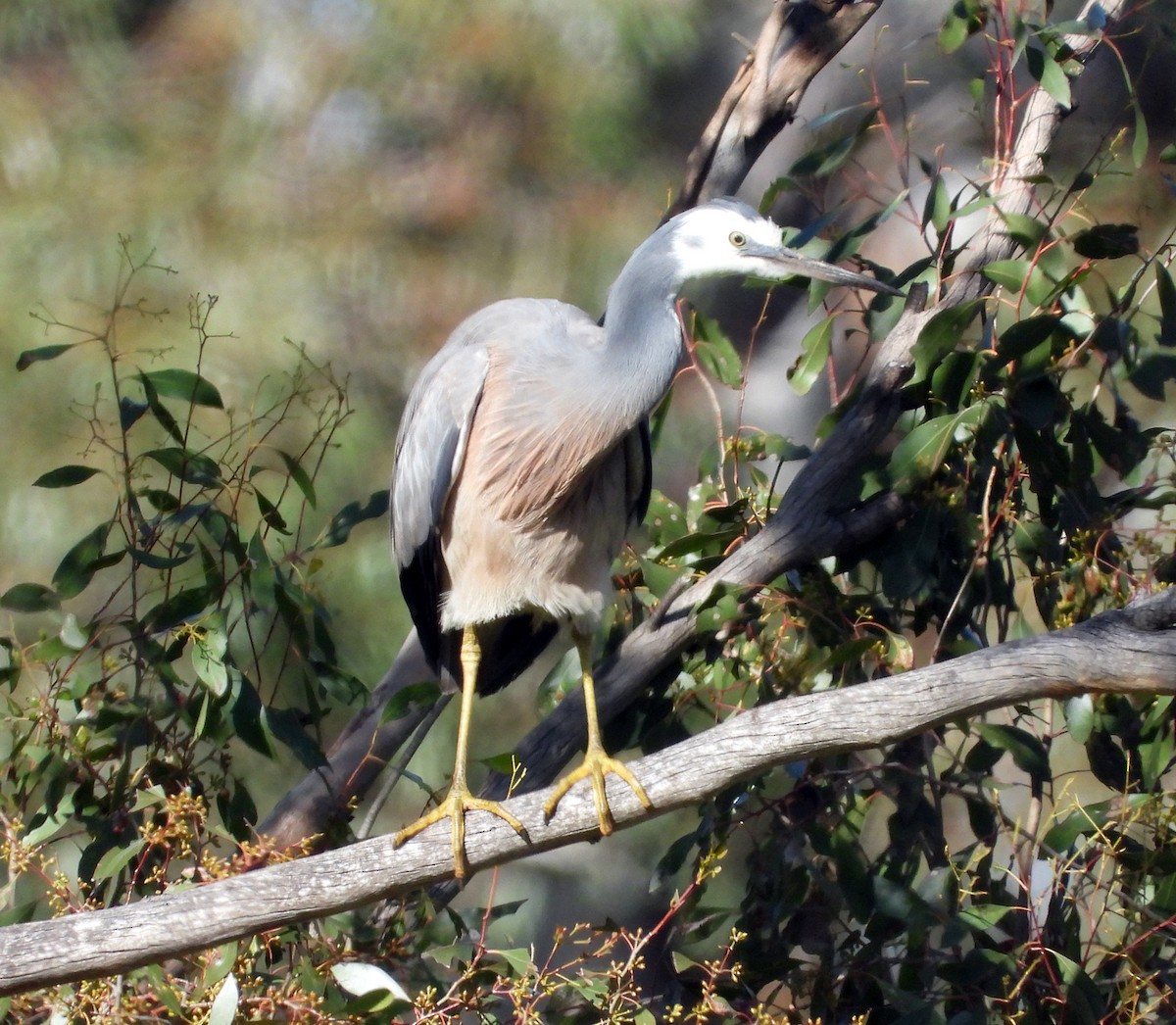 White-faced Heron - ML641000071