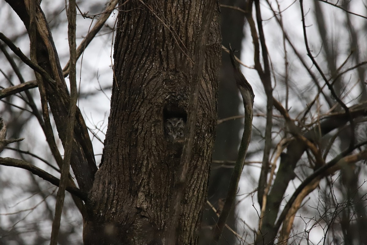 Eastern Screech-Owl - ML641000078