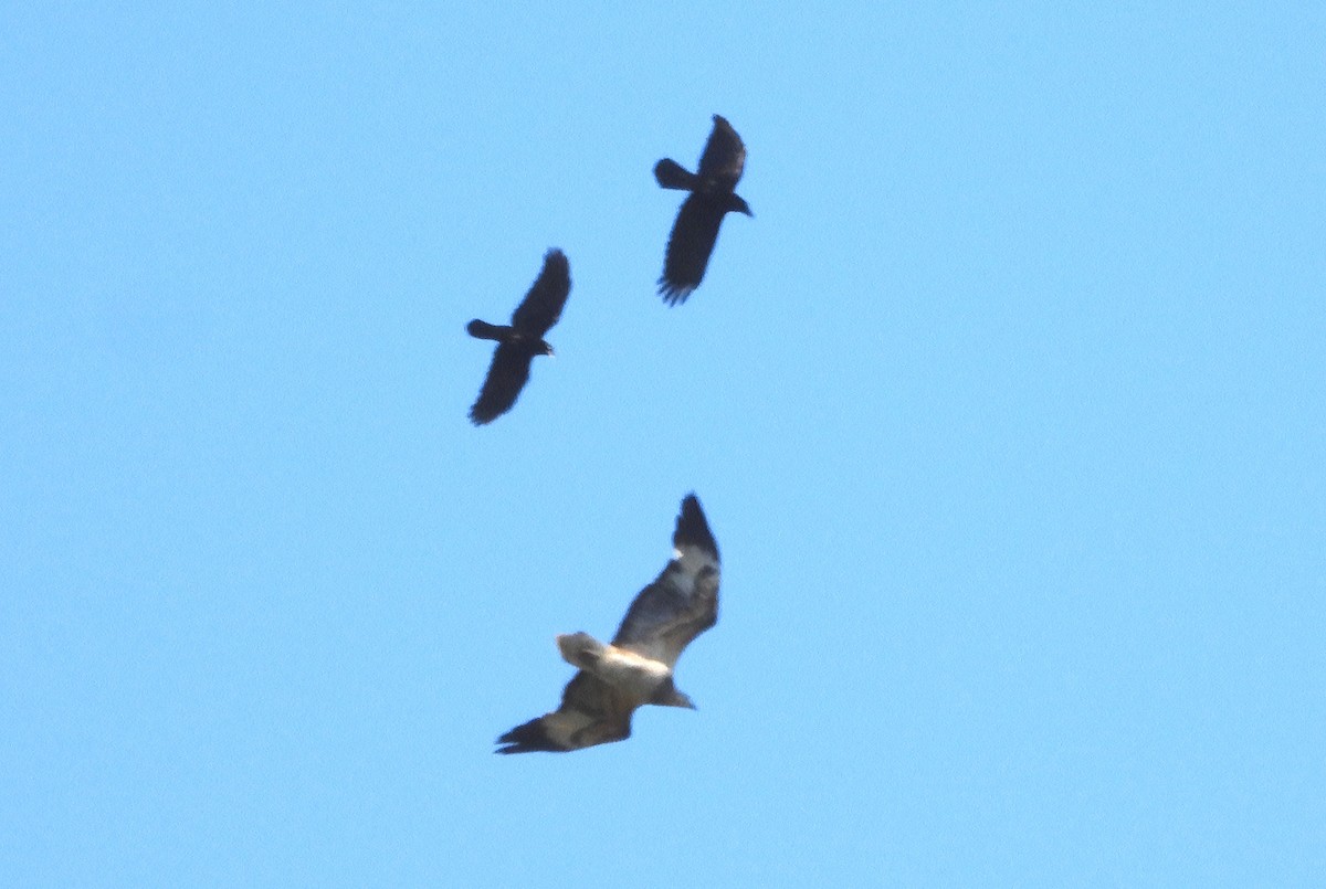 White-bellied Sea-Eagle - ML641000080