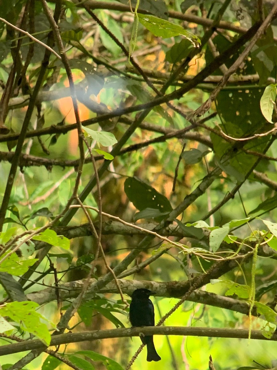 Short-tailed Drongo - ML641000089