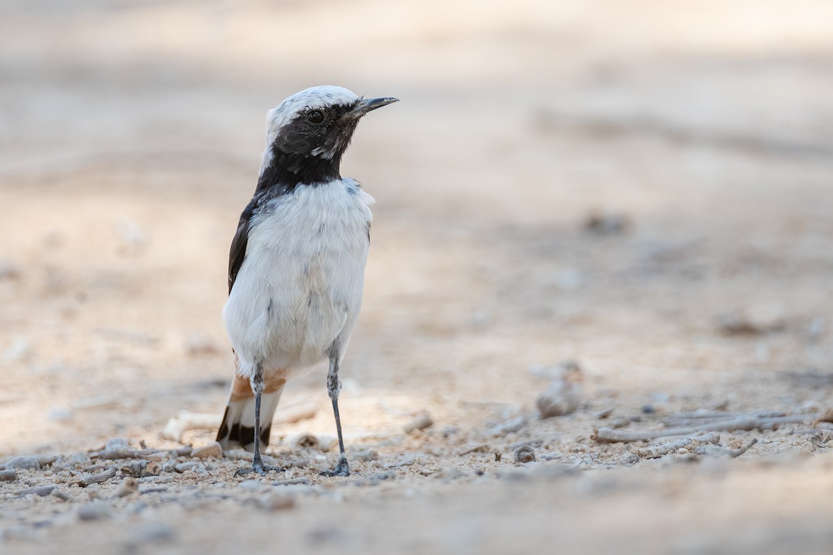 Mourning Wheatear - ML641000097