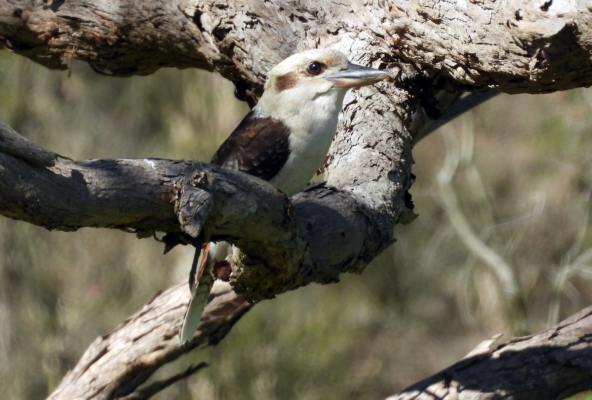 Laughing Kookaburra - ML641000101