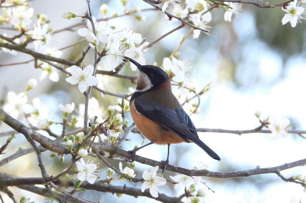 Eastern Spinebill - ML641000111