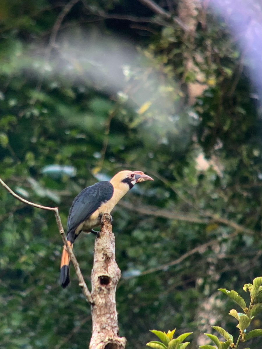 Mindanao Hornbill - ML641000117