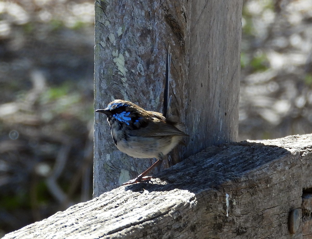 Superb Fairywren - ML641000124
