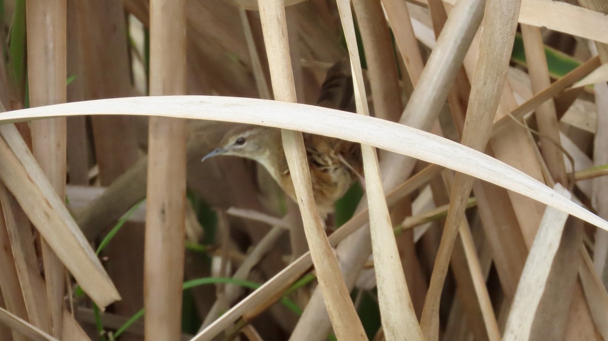 Mégalure caqueteuse - ML641000134