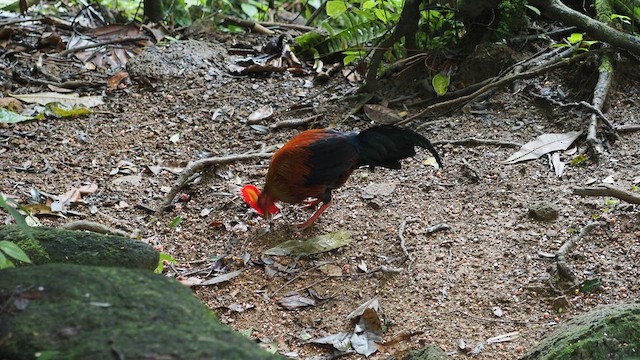 Sri Lanka Junglefowl - ML641000218