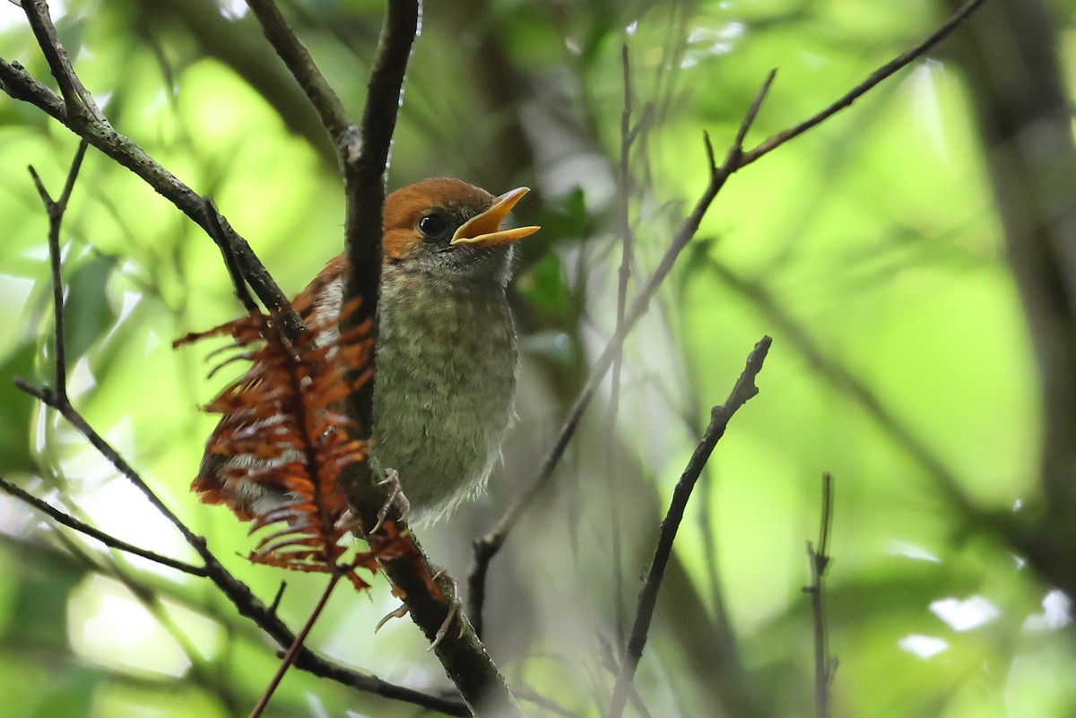 Okinawa Robin - ML641000243