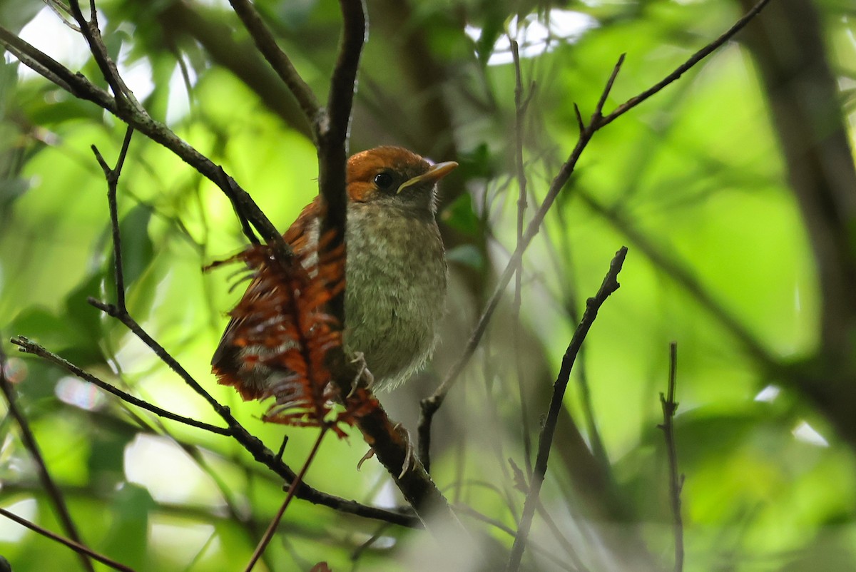 Okinawa Robin - ML641000244