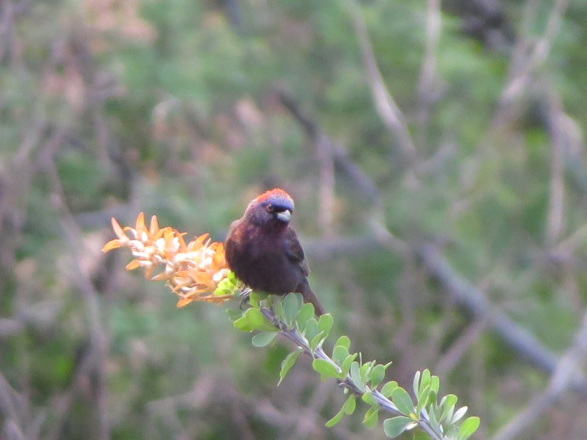 Varied Bunting - ML641000329
