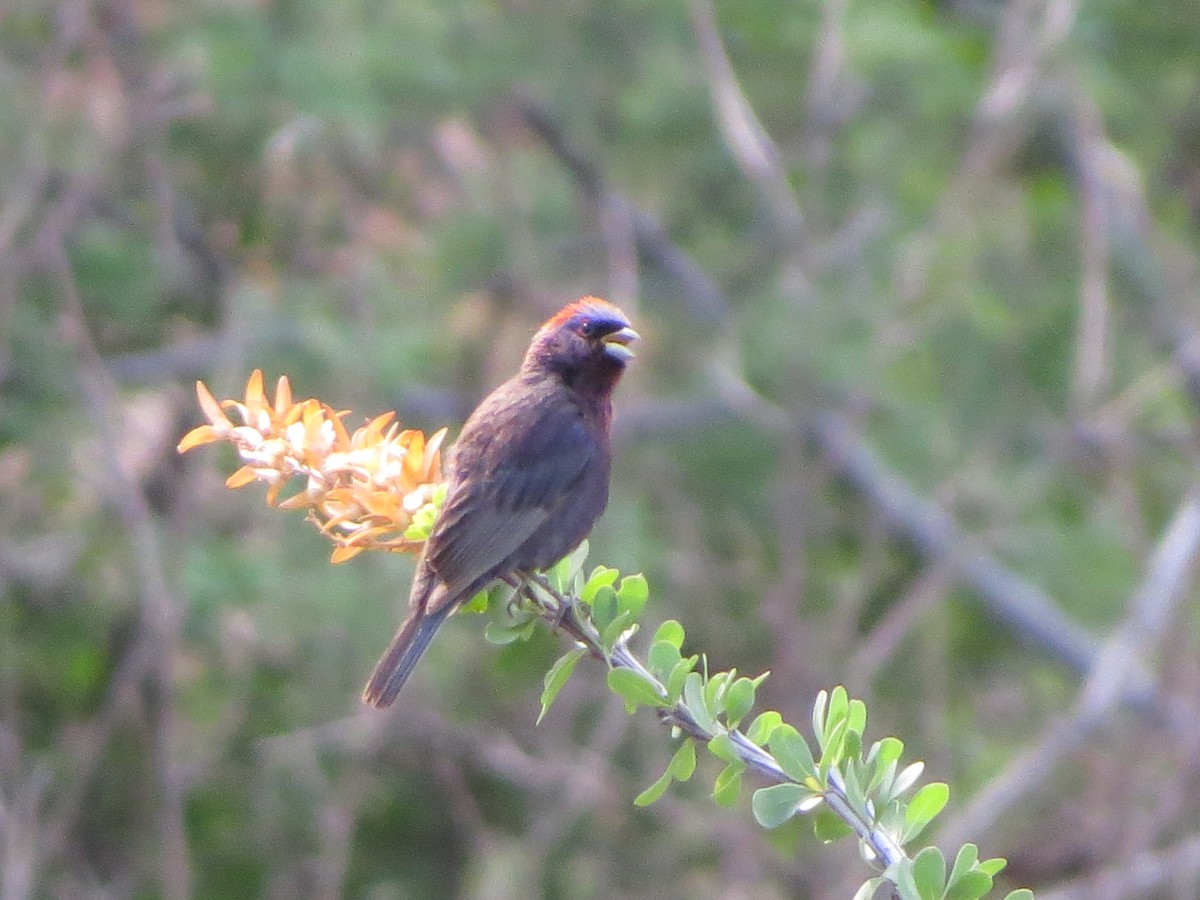 Varied Bunting - ML641000330