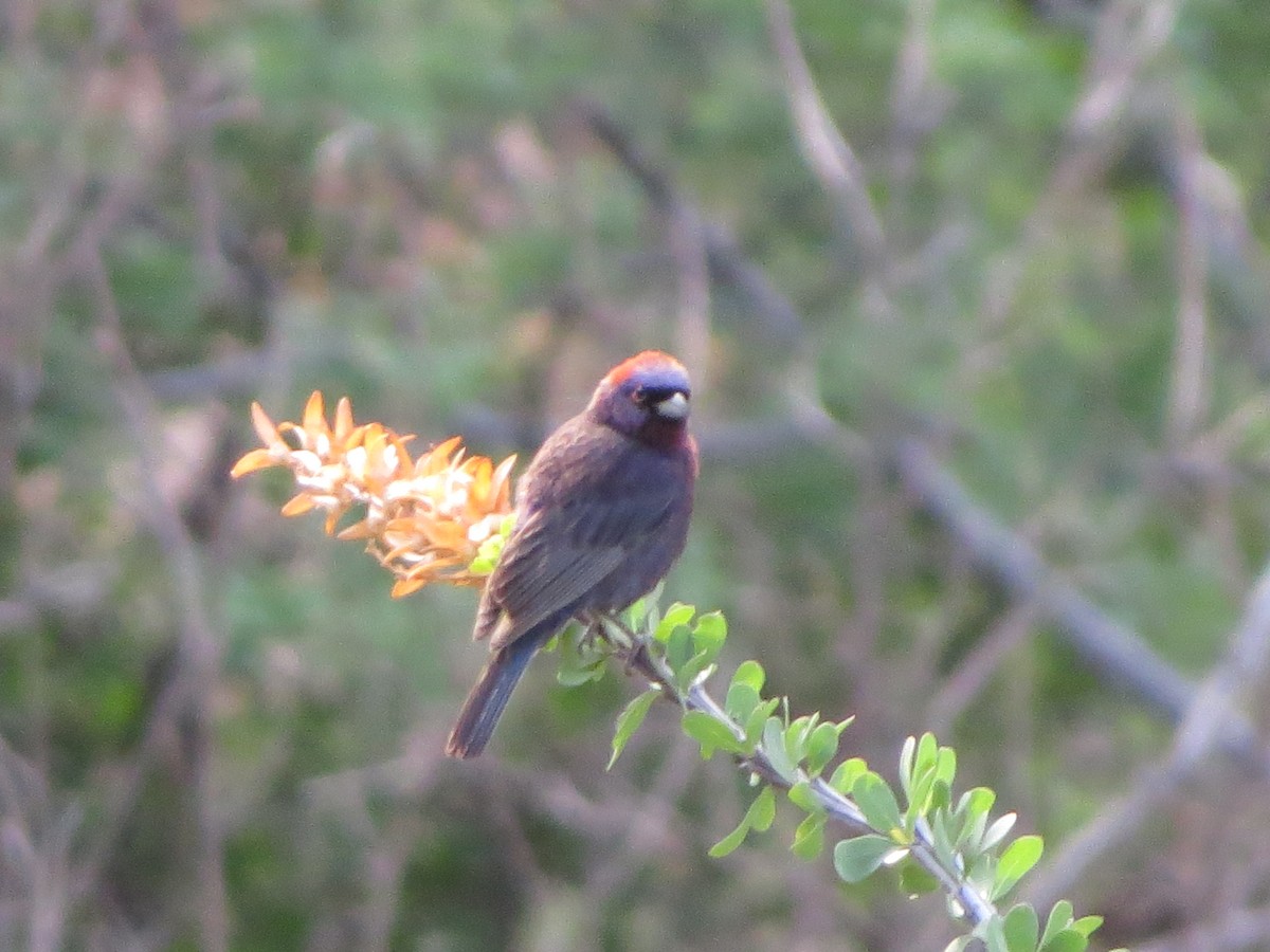 Varied Bunting - ML641000332
