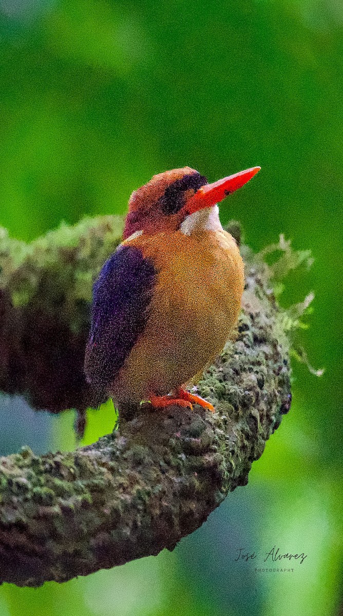 African Dwarf Kingfisher - ML641000357