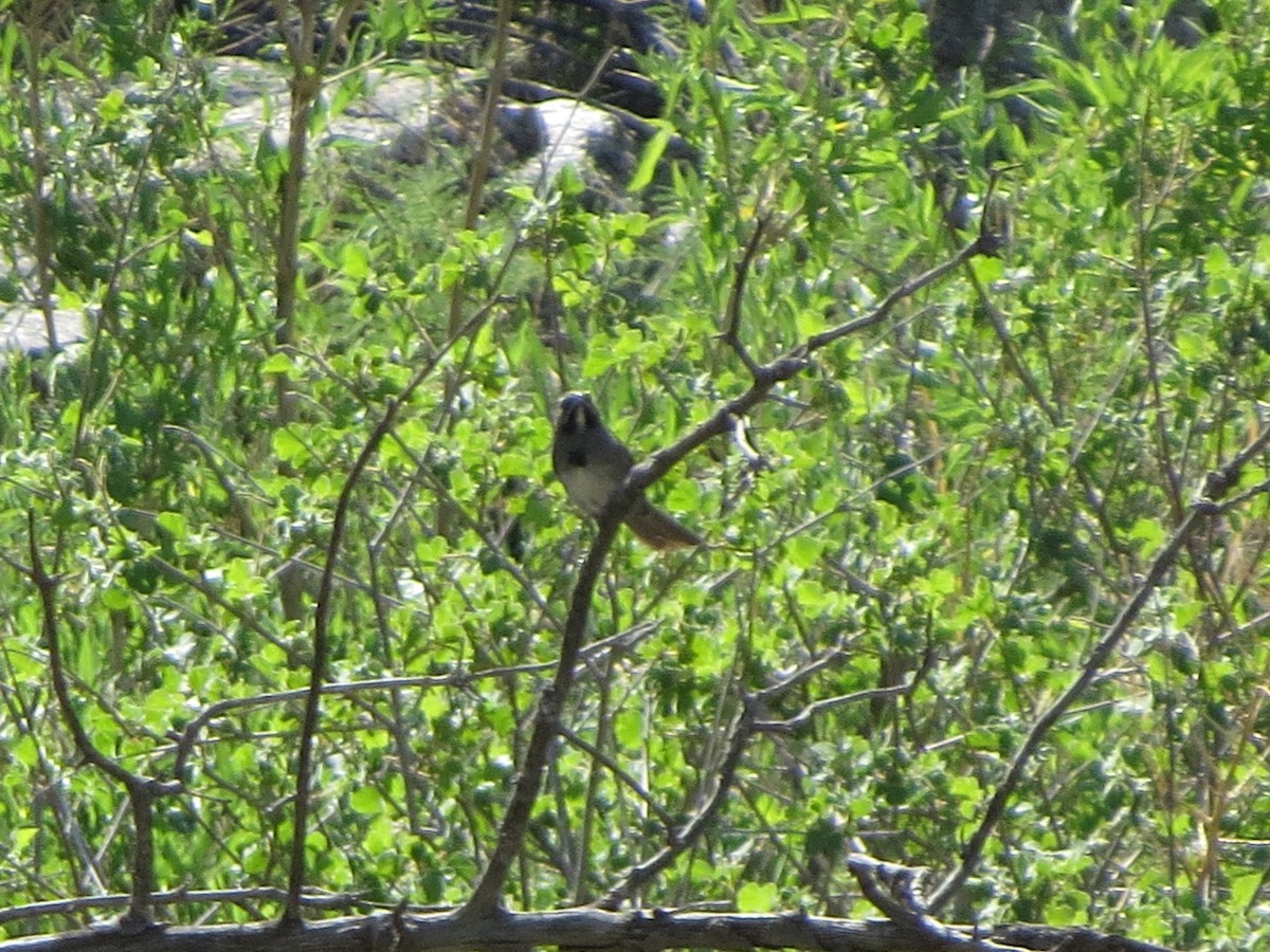 Five-striped Sparrow - ML641000453