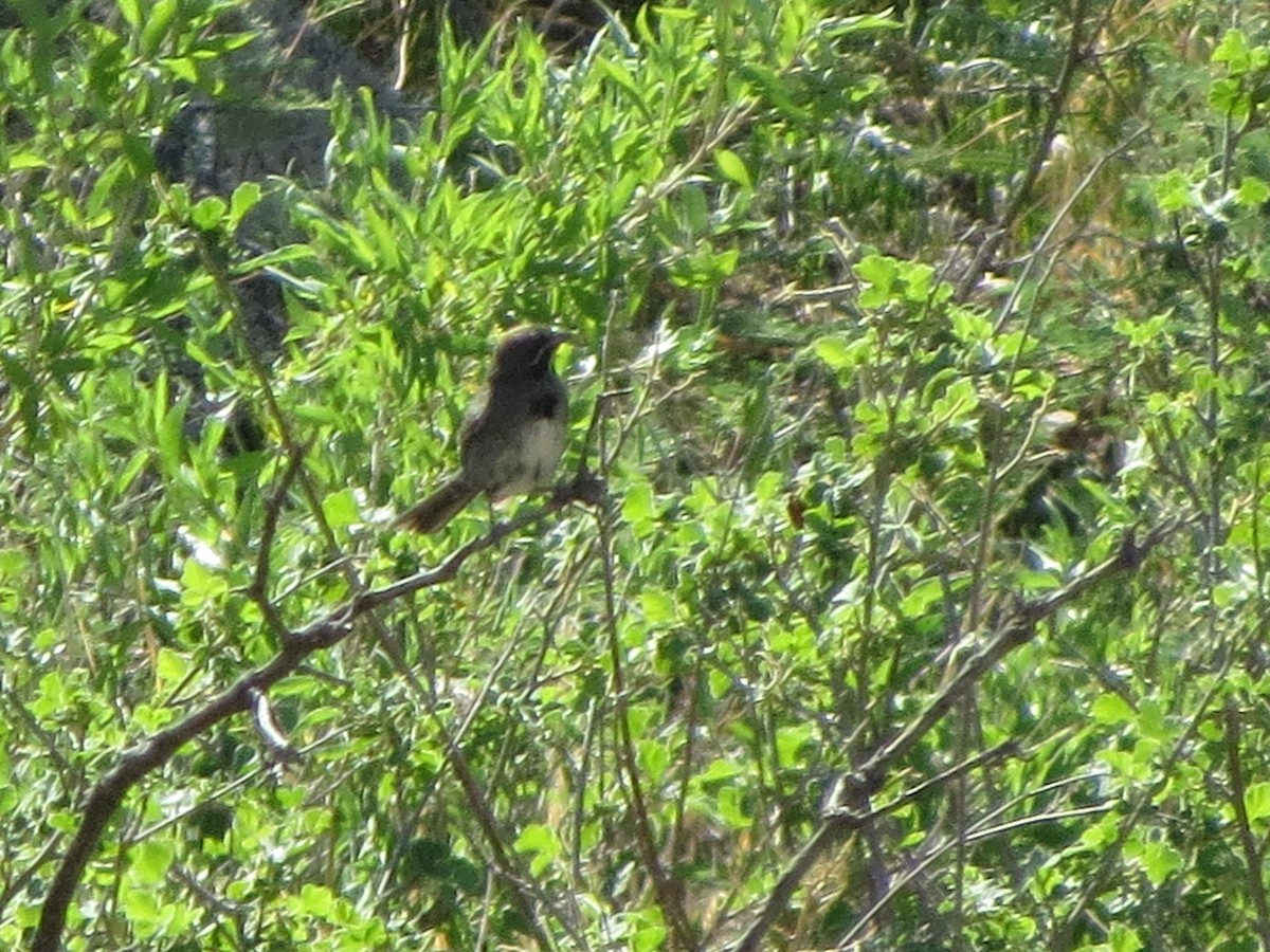 Five-striped Sparrow - ML641000455
