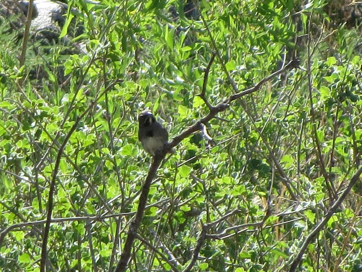 Five-striped Sparrow - ML641000457