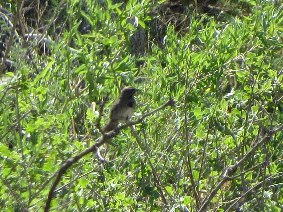 Five-striped Sparrow - ML641000458
