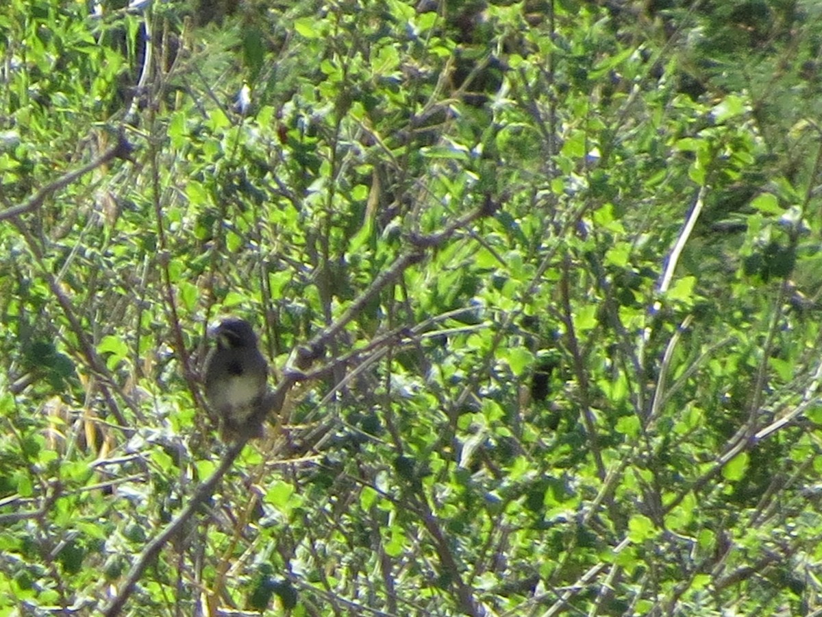 Five-striped Sparrow - ML641000459