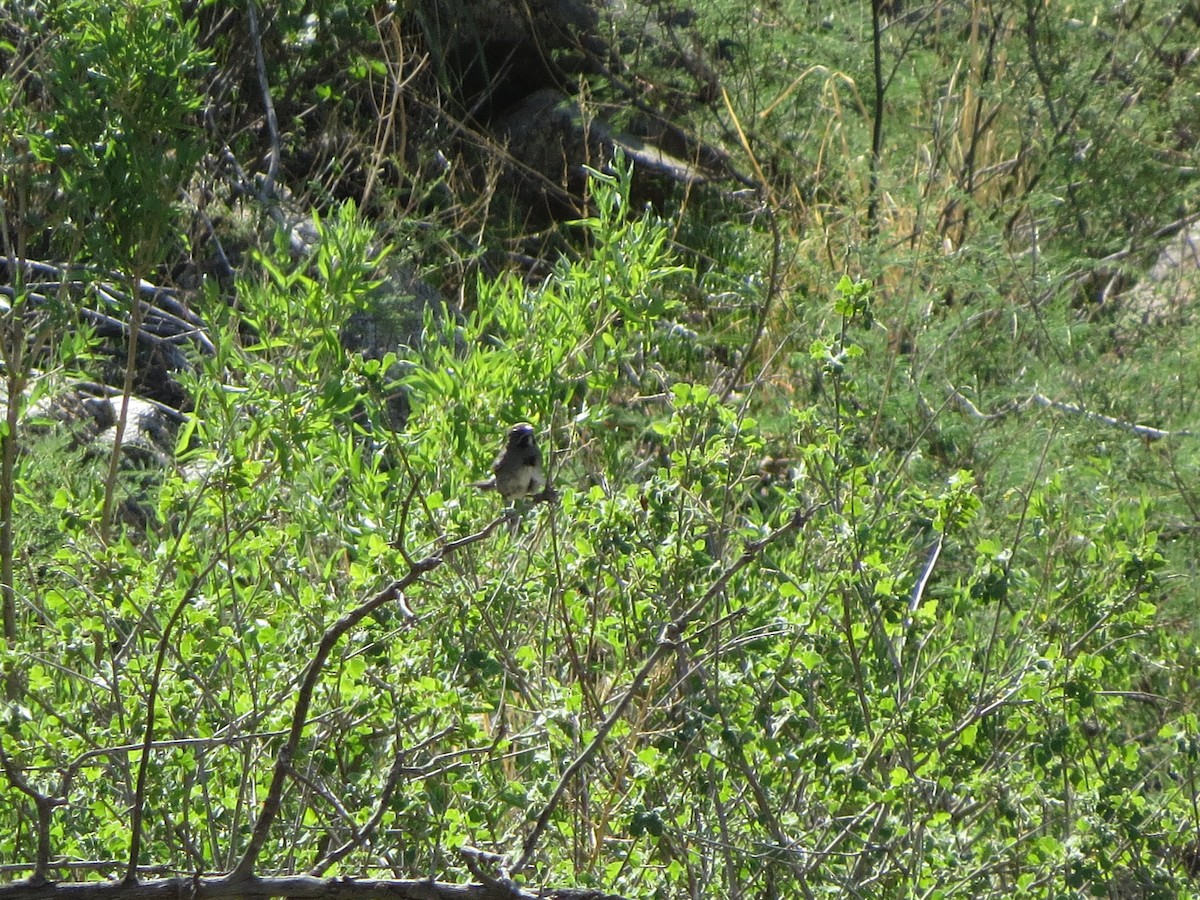 Five-striped Sparrow - ML641000464