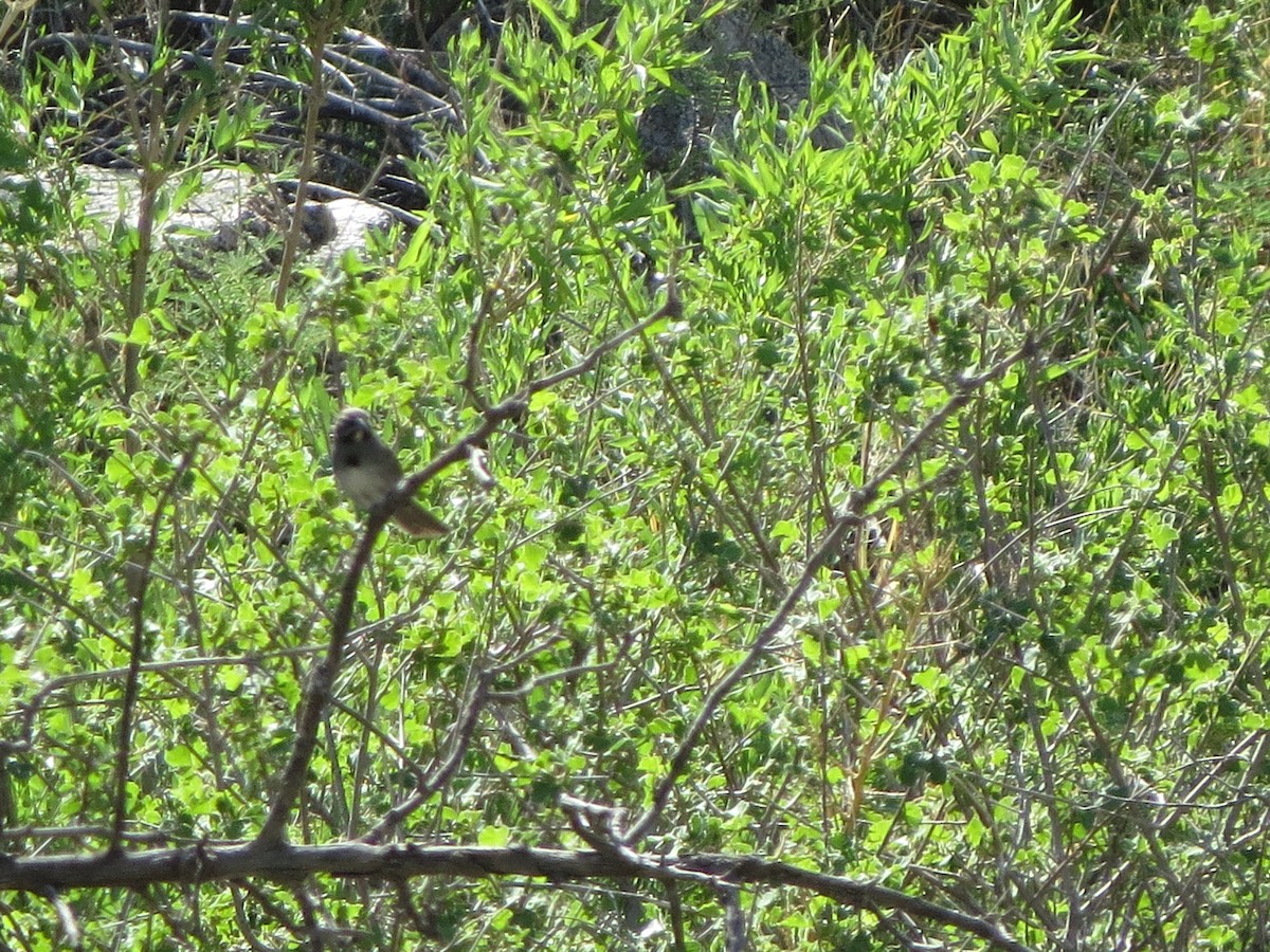 Five-striped Sparrow - ML641000465
