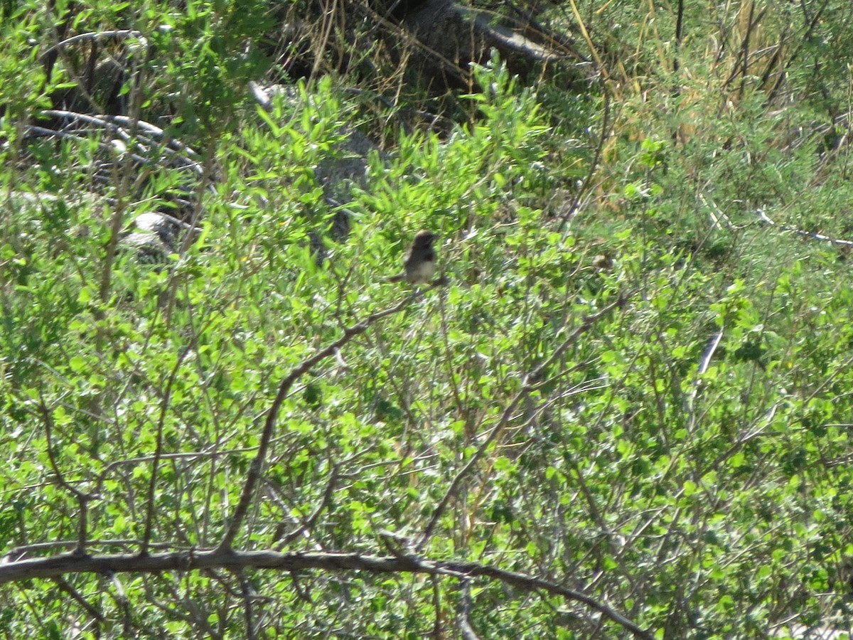 Five-striped Sparrow - ML641000466