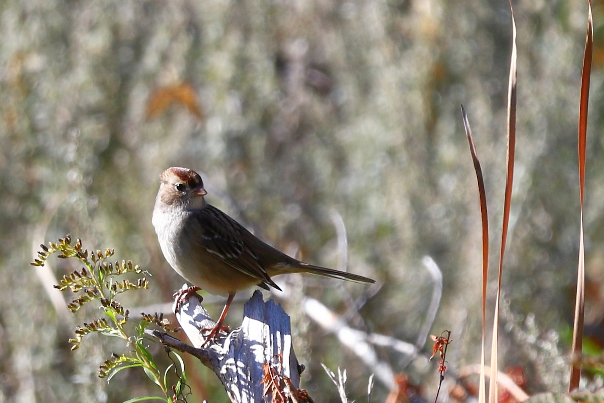 White-crowned Sparrow - ML641000473