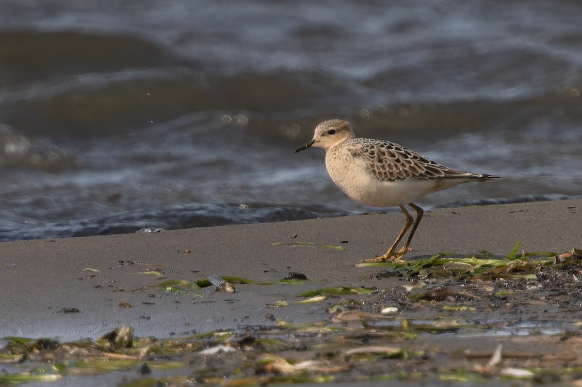 rustsnipe - ML641000509